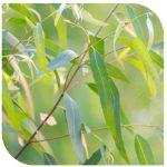 eucalipto-hojas-beneficios
